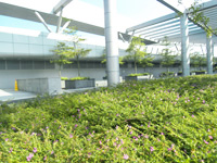深圳湾管制站的绿化平台